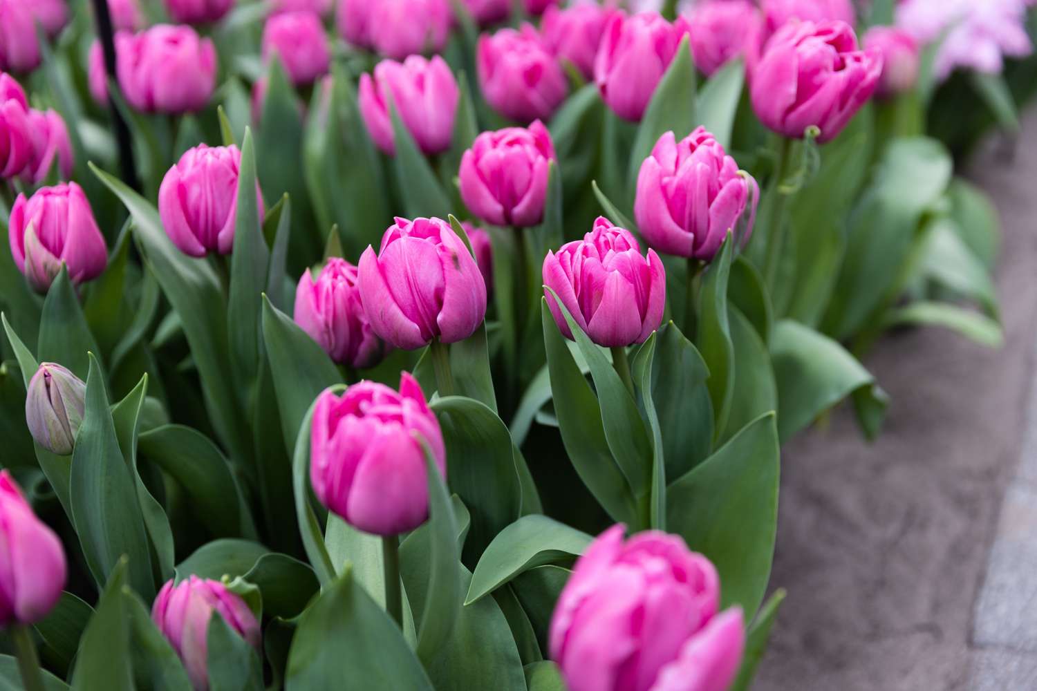 Tulppaani 'Double You'